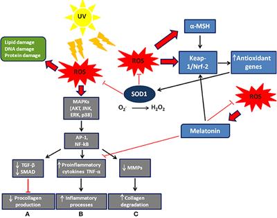 Copper/Zinc Superoxide Dismutase in Human Skin: Current Knowledge